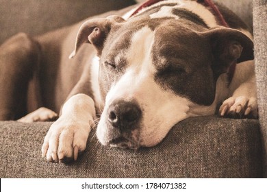 A pitbull sleeping peacefully on the couch. - Shutterstock ID 1784071382