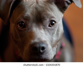 Pitbull Staring Contest