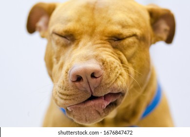 Pitbull Terrier Dog Sneeze Twist Nose