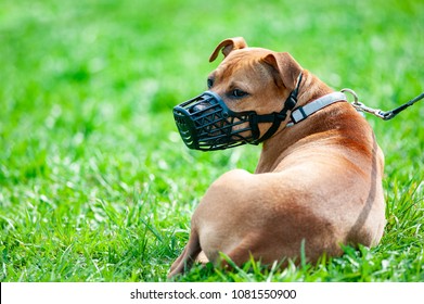 Pitbull terrier in muzzle on a leash - Shutterstock ID 1081550900