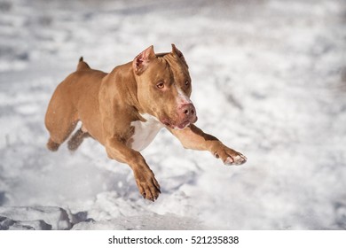 Pit Bull Running Images Stock Photos Vectors Shutterstock