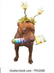 Pitbull Wearing Christmas Decorations And Carrying A Gift