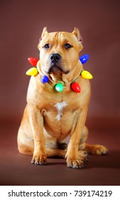 Pitbull Wearing Christmas Light Decoration In Brown Background