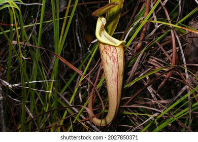 Carnivorous plant Nepenthes kampotiana 10 Seeds