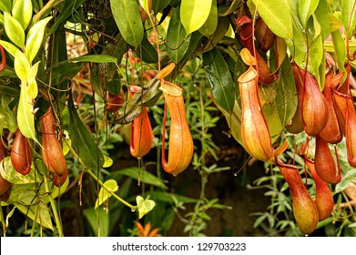 Pitcher Plant Background