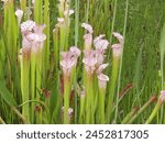 The pitcher plant can trap insect on the pitcher like stems