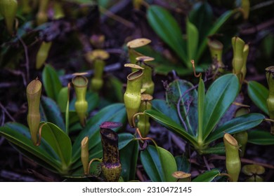 The Pitcher plant carnivorous plant
