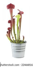 Pitcher Plant In A Flower Pot Isolated