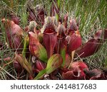 Pitcher Plant in Gros Morne National Park, a Canadian national park and World Heritage Site in Newfoundland. Official flower of Newfoundland and Labrador, carnivorous plants thrives in poor soil. 