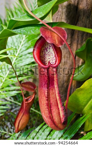 Pitcher plant growing in tropical forest