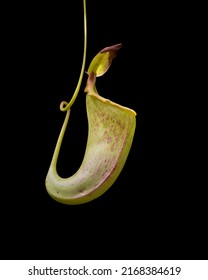 Pitcher Plant Isolated On Black Background.