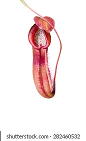 Pitcher Plant Isolated Over White