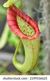 Pitcher Plant Macro Meijer Gardens