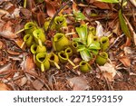 Pitcher Plant Nepenthes in Bako national park. Vacation, travel, tropics concept, no people, Malaysia, Borneo, Kuching