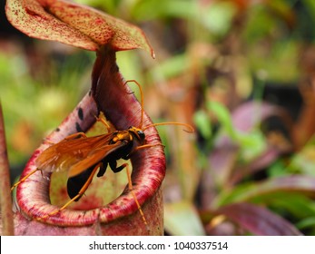 Pitcher Plant in Thailand - Powered by Shutterstock