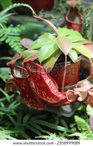 pitcher plants closeup of carnivorous insect eating plant red and green hollow exotic plants growing in small pot in aquarium 