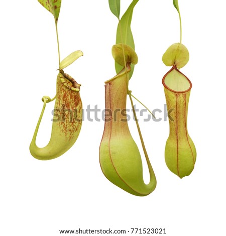 Pitcher Plants Isolated on White Background
