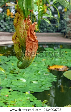Pitcher Plants, Nature's Ingenious Insect Traps, Ready to Capture Their Prey