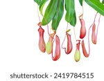 Pitcher Plants, Nepenthes with Green Leaves Isolated on White Background with Clipping Path