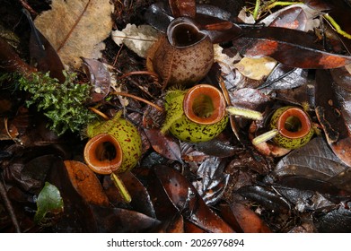 Pitchers of the carnivorous pitcher plant Nepenthes ampullaria, Sarawak, Borneo, view from above