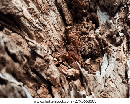 The pith of an old tree