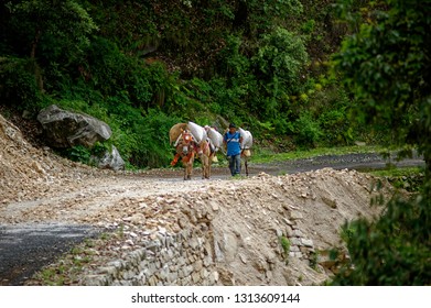 Pithoragar Uttarakhand India Jun 19 2011 Mules and porter carrying goods