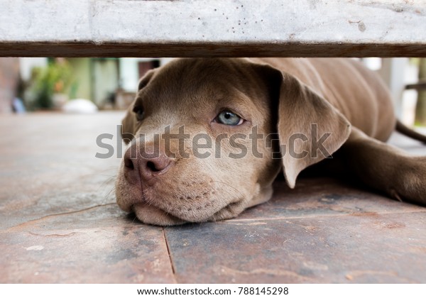 Pitiable Pit Bull Terrier Dog Cage Stock Photo Edit Now 788145298