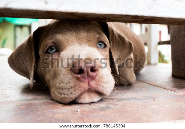 Pitiable Pit Bull Terrier Dog Cage Animals Wildlife Stock Image