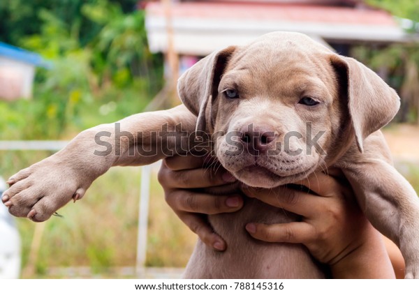 Pitiable Pit Bull Terrier Dog Cage Stock Image Download Now