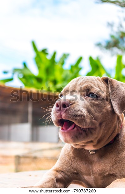 Pitiable Pit Bull Terrier Dog Watching Stock Photo Edit Now