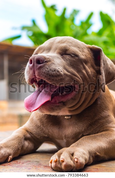 Pitiable Pit Bull Terrier Dog Watching Stock Photo Edit Now