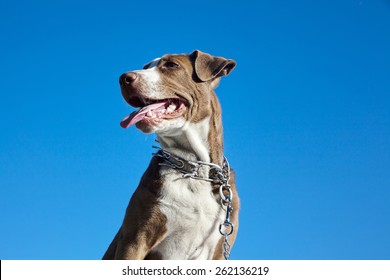 Pitt Bull Isolated Over Sky