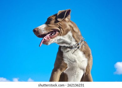 Pitt Bull Isolated Over Sky