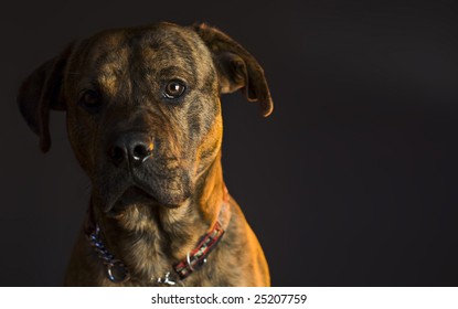 Pitt Bull Pup