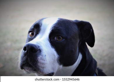 Pittbull Boxer Mix Service Dog Portrait