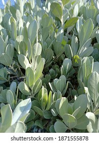 Pittosporum Crassifolium Gardening Shrub  Decorate The Building Site