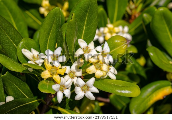 Pittosporum Tobira Several Common Names Including Stock Photo ...