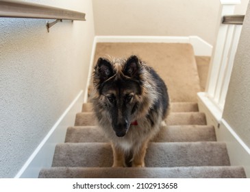 Pittsburg, CA, USA - January 5, 2022: Black And Brown German Shepherd Waits Obediently On Carpeted Staircase