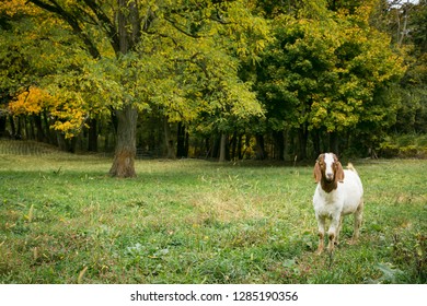 Pittsburg, PA. USA. Fall On The Farm.