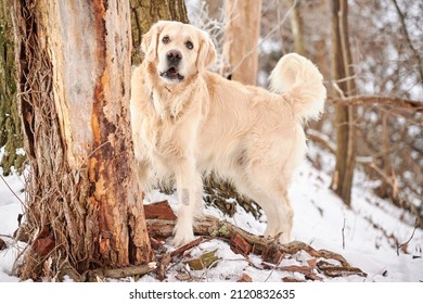 PITTSBURGH, PA, USA - JANUARY 31st 2022: A 5-year old male Golden Retriever dog is playing and running around on the hills of Western Pennsylvania. The winter forest is covered in sunlit snow powder.