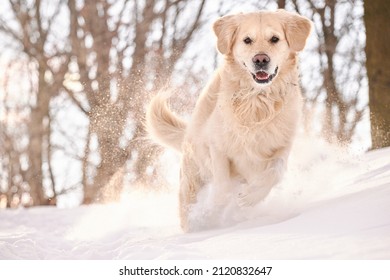 PITTSBURGH, PA, USA - JANUARY 31st 2022: A 5-year old male Golden Retriever dog is playing and running around on the hills of Western Pennsylvania. The winter forest is covered in sunlit snow powder.
