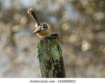 Piwakwaka Fantail Bird New Zealand