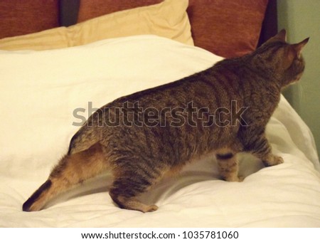 Pixie Bob Cat