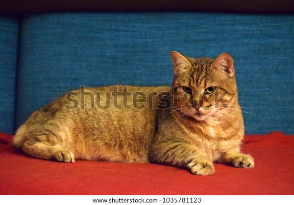 Pixie Bob Cat Stock Photo Edit Now 1035781123