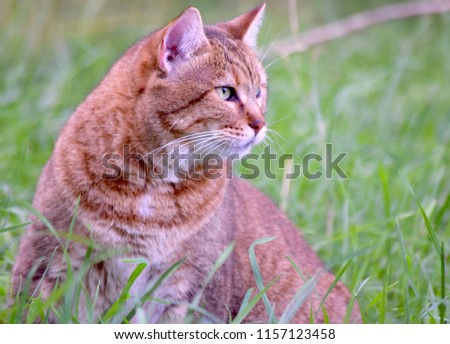 Pixie Bob Cat in Backyard with Tall Grass