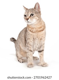 Pixie Bob Cat Isolated On WHite