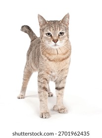 Pixie Bob Cat Isolated On WHite