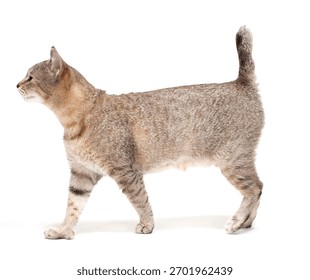 Pixie Bob Cat Isolated On WHite