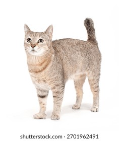 Pixie Bob Cat Isolated On WHite