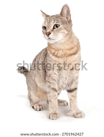 Pixie Bob Cat Isolated On WHite